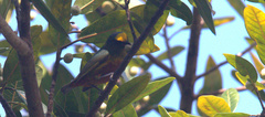 Euphonia gouldi