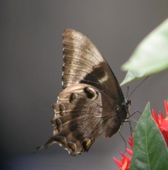 Papilio ulysses