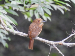 Malacoptila panamensis
