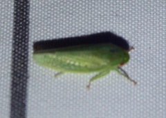 Gyponana