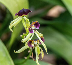 Prosthechea