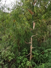 Guadua paniculata