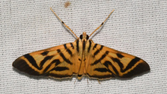 Spilomela personalis