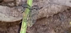 Nogodinidae
