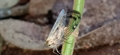 Nogodinidae