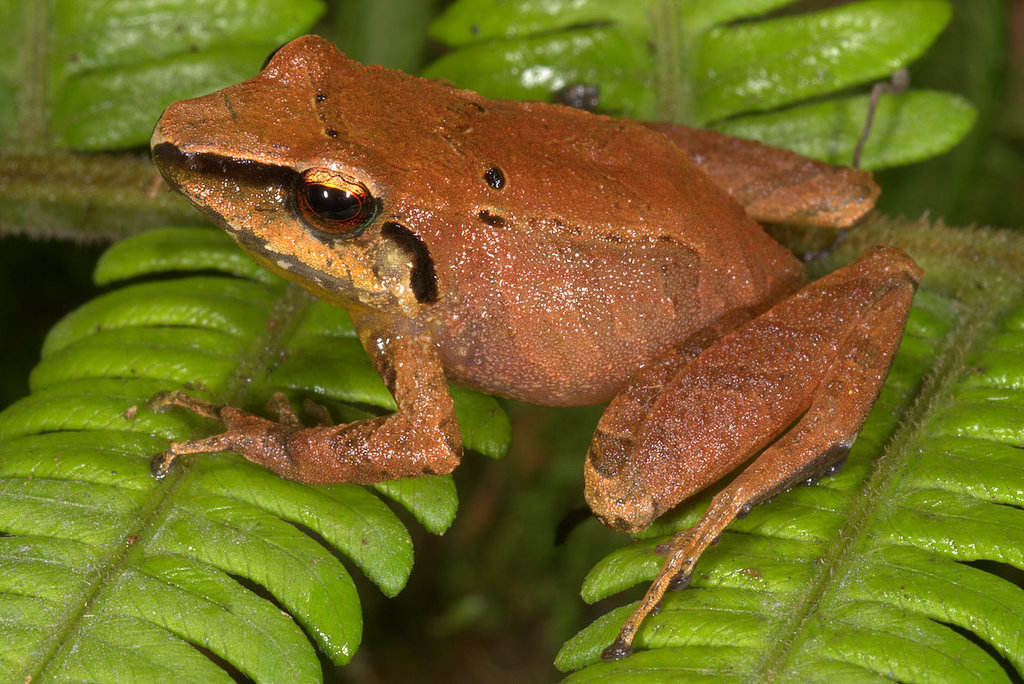 Ravine Robber Frog