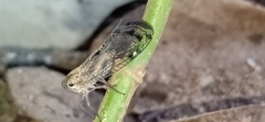 Nogodinidae