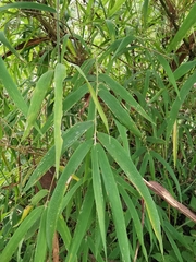 Guadua paniculata
