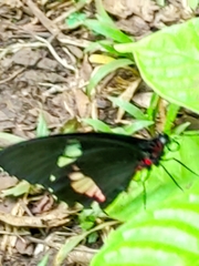 Parides iphidamas