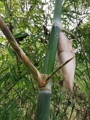 Guadua paniculata