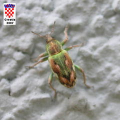 Coniatus tamarisci