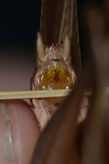 Platycleis intermedia intermedia