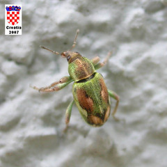 Coniatus tamarisci