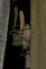 Platycleis intermedia intermedia