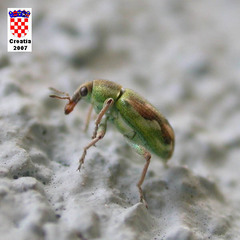 Coniatus tamarisci