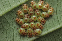 Elasmucha truncatula