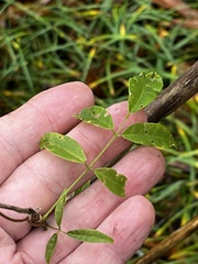 Wisteriopsis reticulata