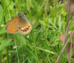 Coenonympha hero