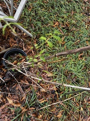 Wisteriopsis reticulata