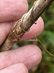 Wisteriopsis reticulata