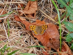 Pararge aegeria aegeria