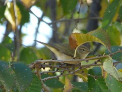 Phylloscopus collybita