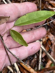 Wisteriopsis reticulata