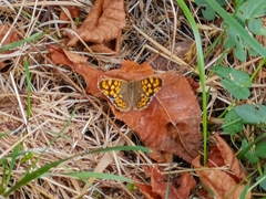 Pararge aegeria aegeria