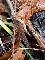 Wisteriopsis reticulata