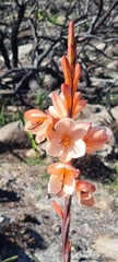 Watsonia tabularis