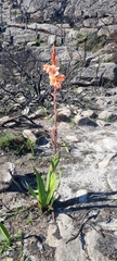Watsonia tabularis