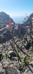 Watsonia tabularis