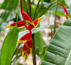 Heliconia bihai