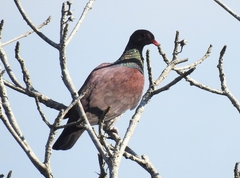 Patagioenas speciosa