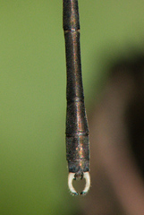Chalcolestes parvidens