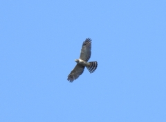 Harpagus bidentatus