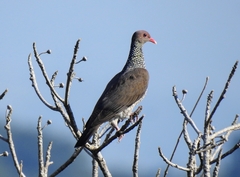 Patagioenas speciosa