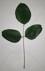 Erythrina crista-galli