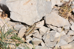 Podisma amedegnatoae