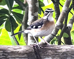 Cercotrichas quadrivirgata