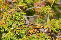 Podisma amedegnatoae