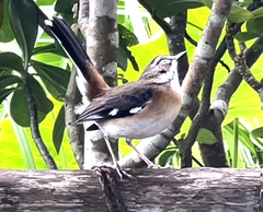 Cercotrichas quadrivirgata