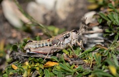 Podisma amedegnatoae