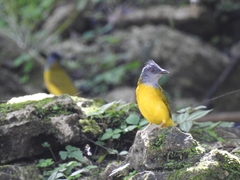 Eucometis penicillata