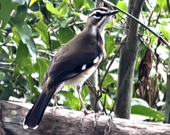 Cercotrichas quadrivirgata