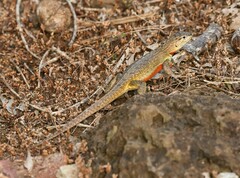 Microlophus bivittatus