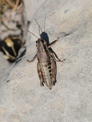 Podisma amedegnatoae