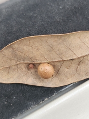 Belonocnema treatae
