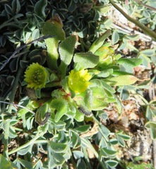 Cleretum bruynsii