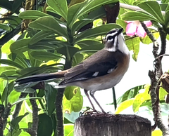 Cercotrichas quadrivirgata